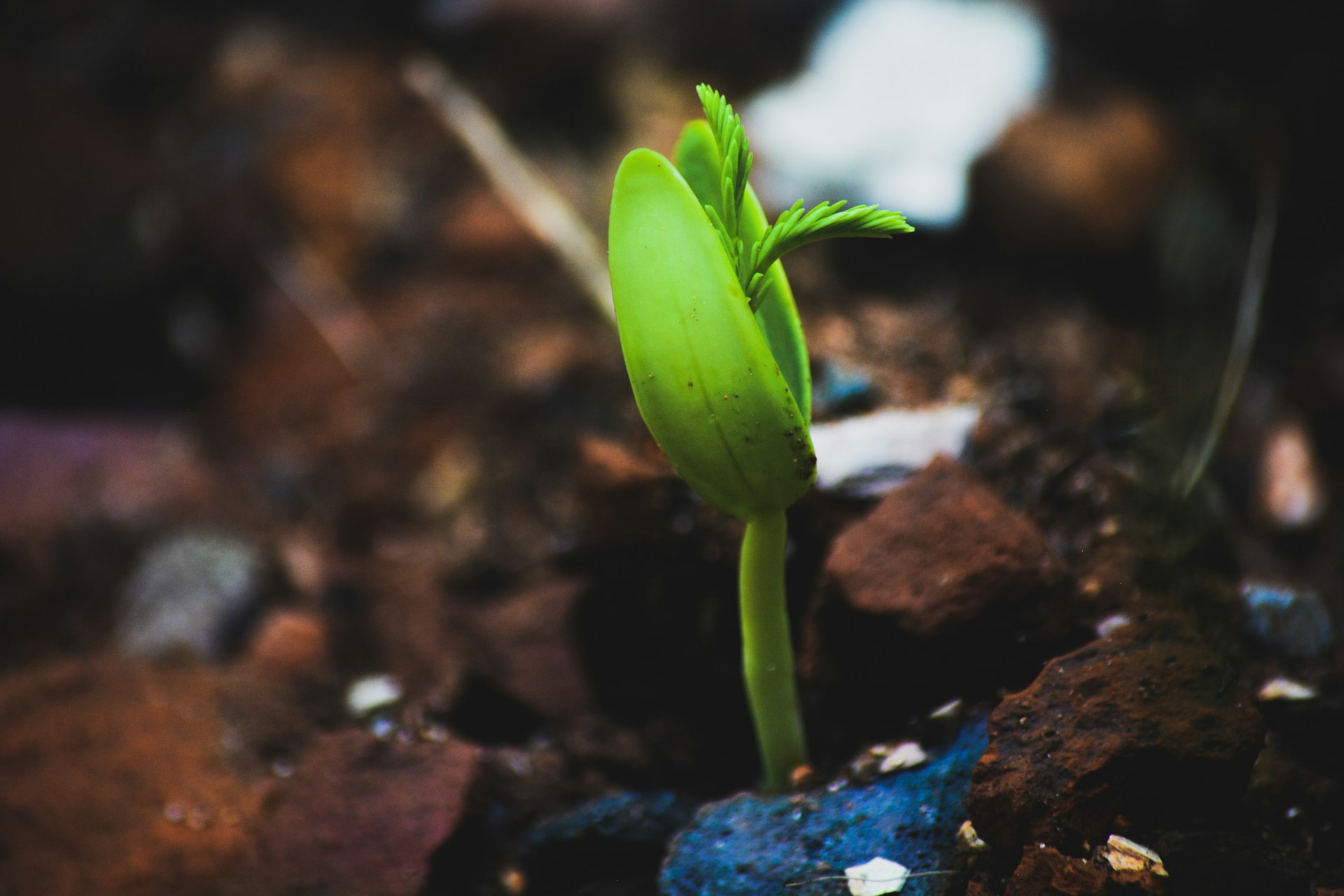 a small green plant sprouting out of the ground